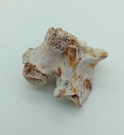 Vertebra de serpiente de mar - Paleophis sp.