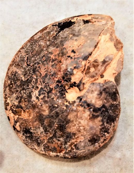 Wrightoceras munieri