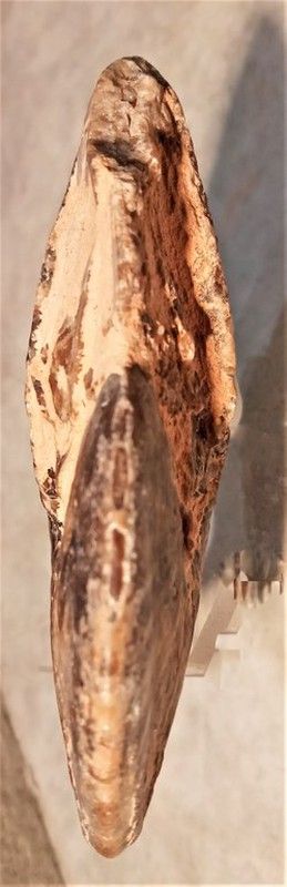 Wrightoceras munieri