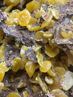 Wulfenita cristales color mostaza