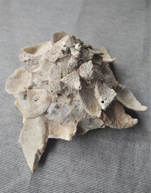 Xenophora corrugata f. Thulearensis