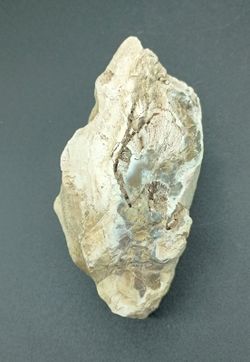 Xilópalo (Madera petrificada) Ref. 6
