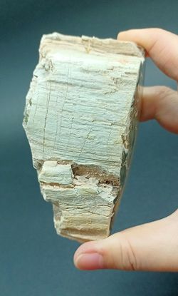 Xilópalo (Madera petrificada) Ref. 6