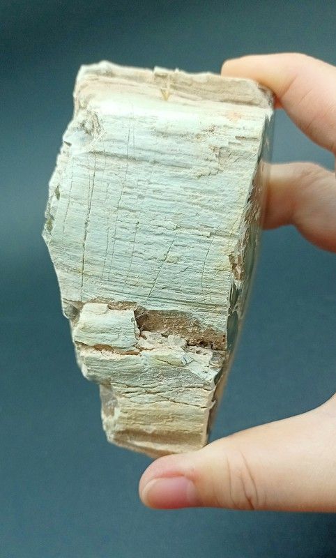 Xilópalo (Madera petrificada) Ref. 6