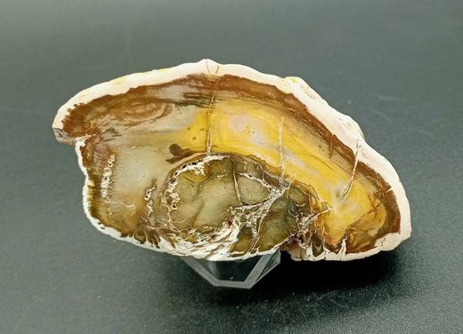 Xilópalo (Madera petrificada) Ref. 6