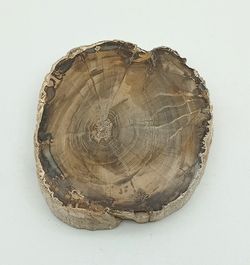 Tronco fósil (Araucoxylon) - Ref. 6