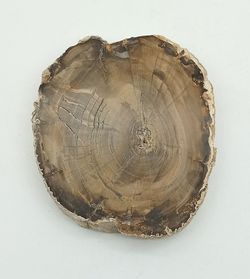 Tronco fósil (Araucoxylon) - Ref. 6