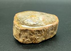 Xilópalo (Madera fosilizada) Ref. 3