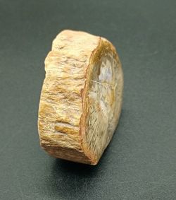 Xilópalo (Madera fosilizada) Ref. 3