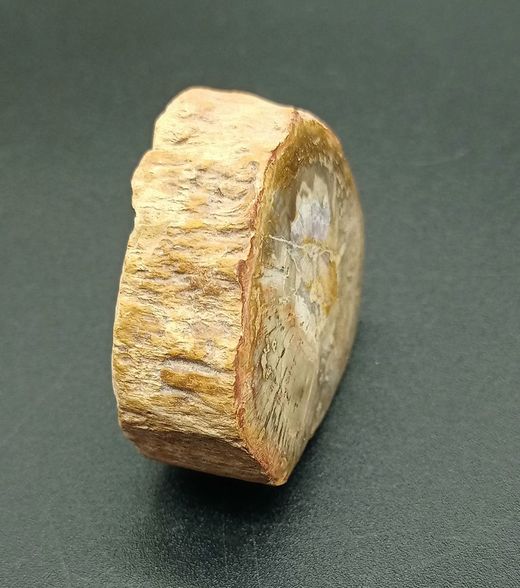 Xilópalo (Madera fosilizada) Ref. 3