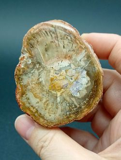 Xilópalo (Madera fosilizada) Ref. 3