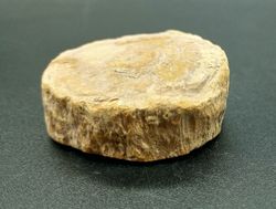 Xilópalo (Madera fosilizada) Ref. 3