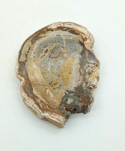 Xilópalo Ref. 4