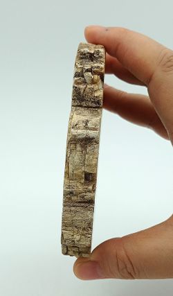 Xilópalo (Madera petrificada) Ref. 5