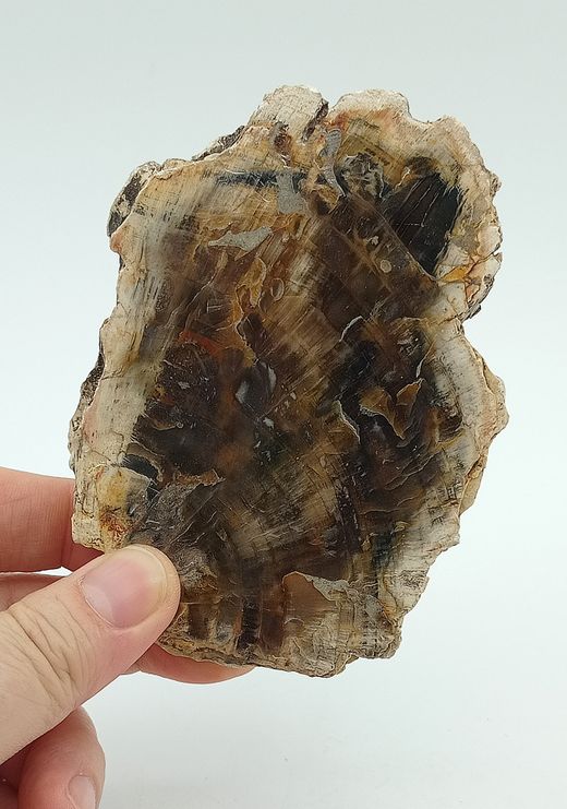 Xilópalo (Madera petrificada) Ref. 5