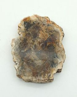 Xilópalo (Madera petrificada) Ref. 5