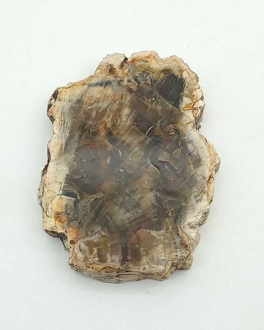 Xilópalo (Madera petrificada) Ref. 5