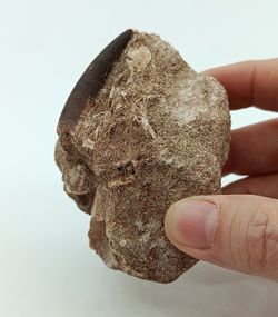 Zafarasaurus oceanis - Diente de Plesiosaurio