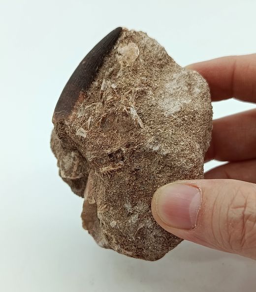 Zafarasaurus oceanis - Diente de Plesiosaurio