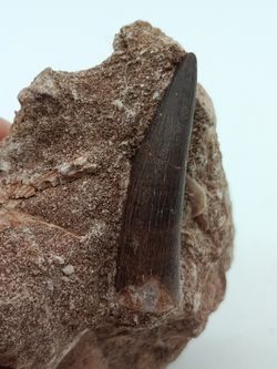 Zafarasaurus oceanis - Diente de Plesiosaurio