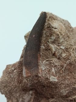 Zafarasaurus oceanis - Diente de Plesiosaurio