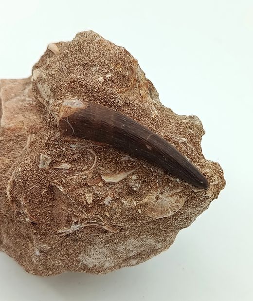 Zafarasaurus oceanis - Diente de Plesiosaurio