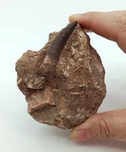 Zafarasaurus oceanis - Diente de Plesiosaurio