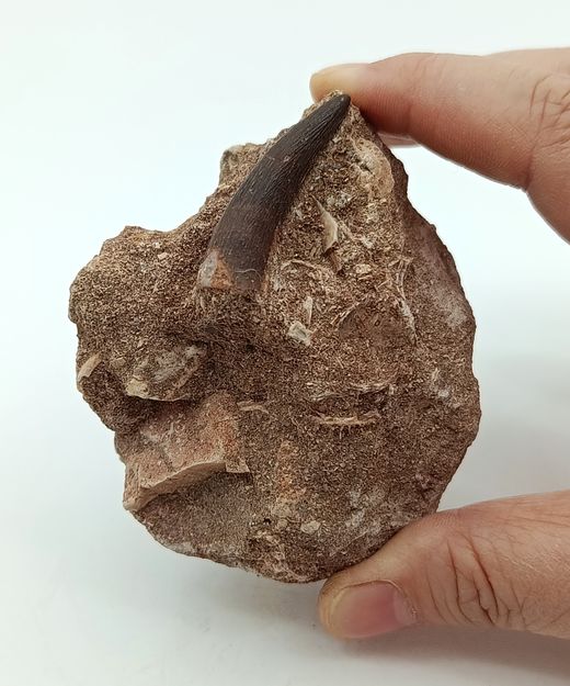 Zafarasaurus oceanis - Diente de Plesiosaurio
