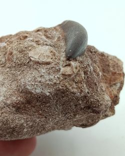 Zafarasaurus oceanis - Diente de Plesiosaurio
